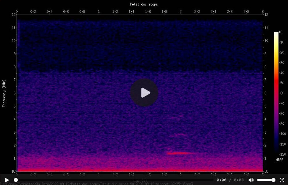 spectrogramme petit duc scops